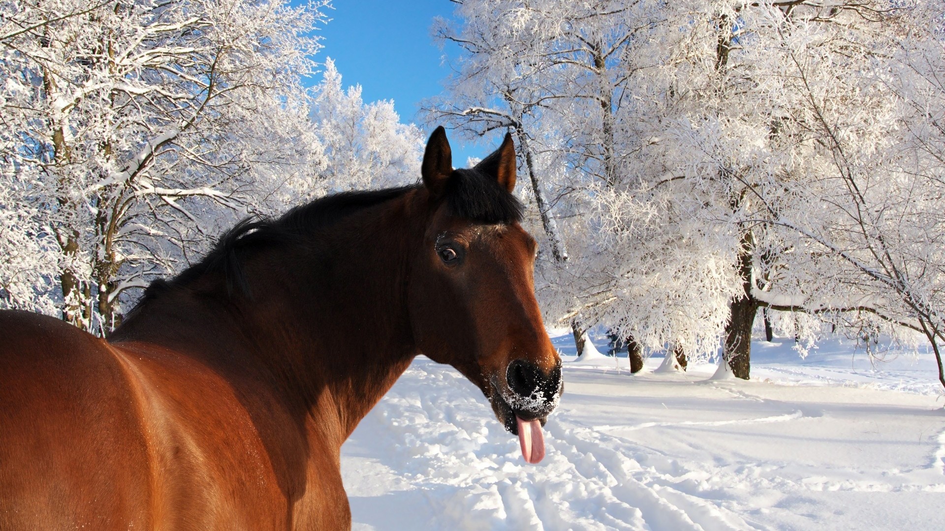 1920x1080  Wallpaper horse, face, snow, tongue, winter, nature