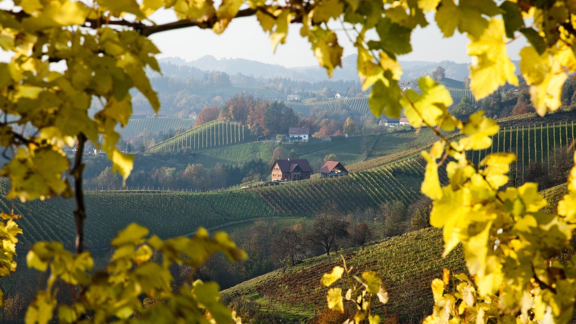 1920x1080 Austria vineyard Wallpapers 1280x1024, Wine Label, Austria, Vineyard, Hd  Wallpaper, Switzerland