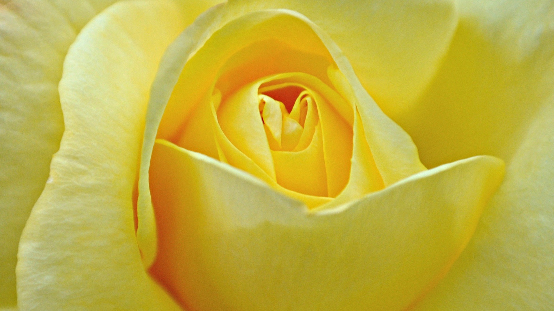 1920x1080 yellow rose wallpaper flower. Â«Â«