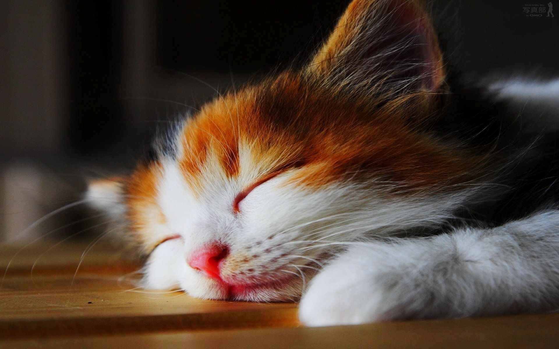 1920x1200 Cute-Cat-Wallpaper-Cute-Cats-Tumblr-Wallpaper-3719-