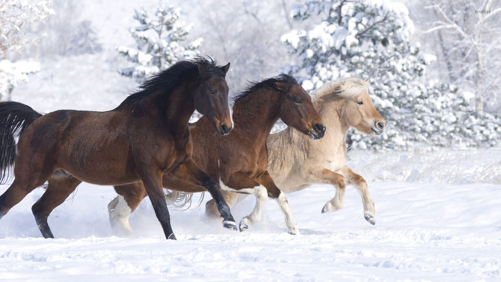 1920x1080 Horses enjoying a beautiful winter day wallpaper