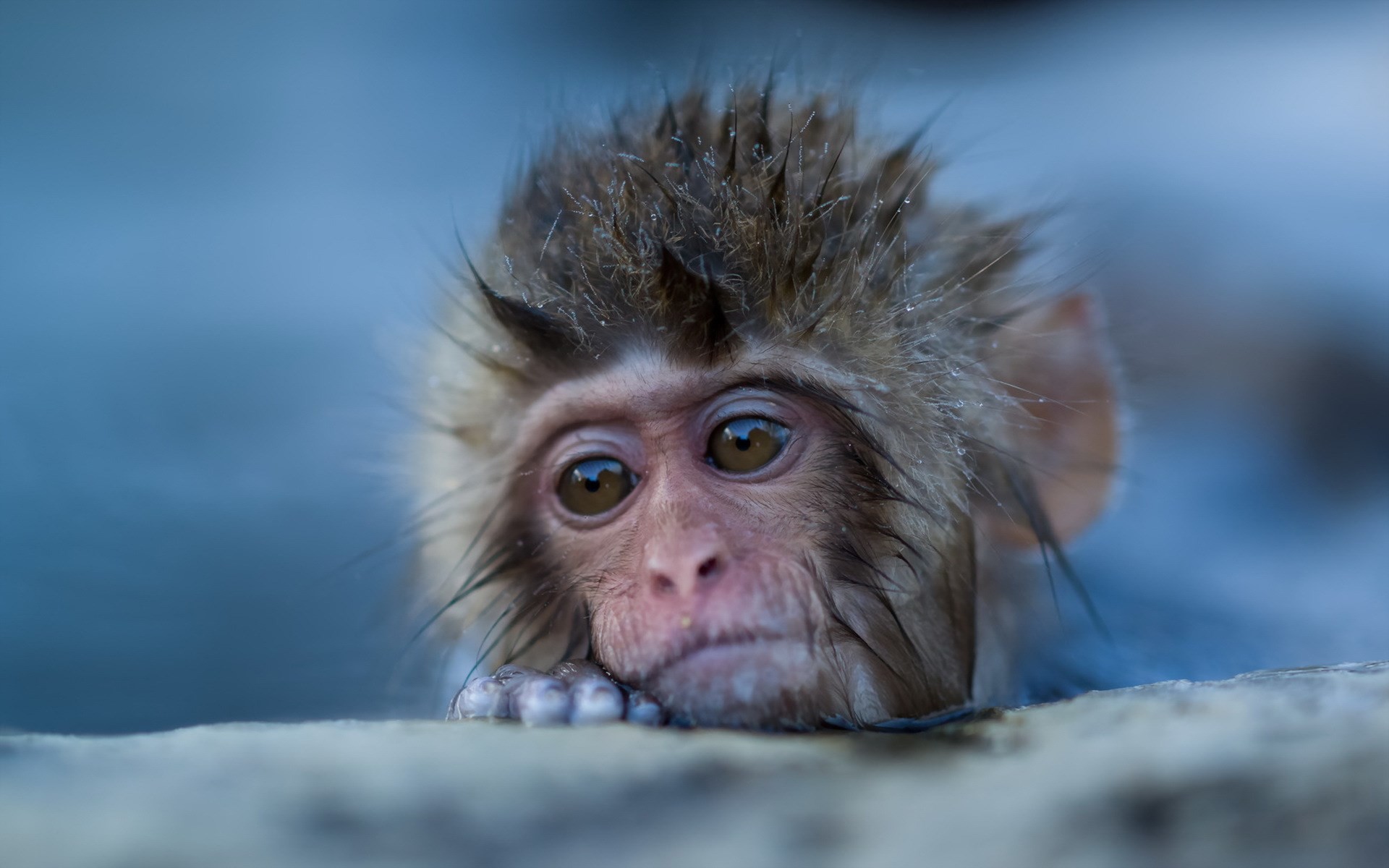 1920x1200 free wallpaper and screensavers for japanese macaque,  (228 kB)