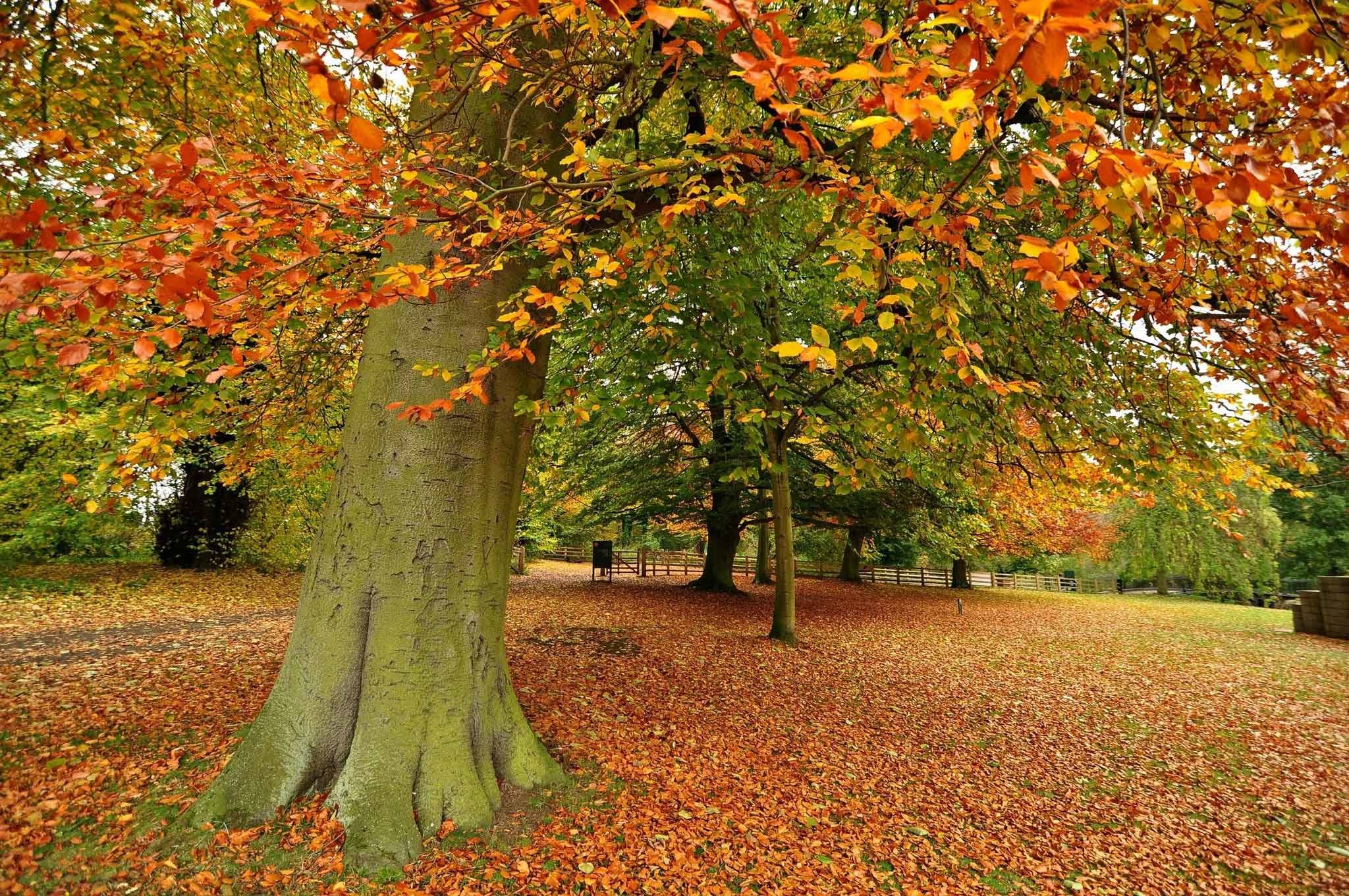 2048x1361 Trees Leaves Autumn Computer Wallpaper Nature Desktop