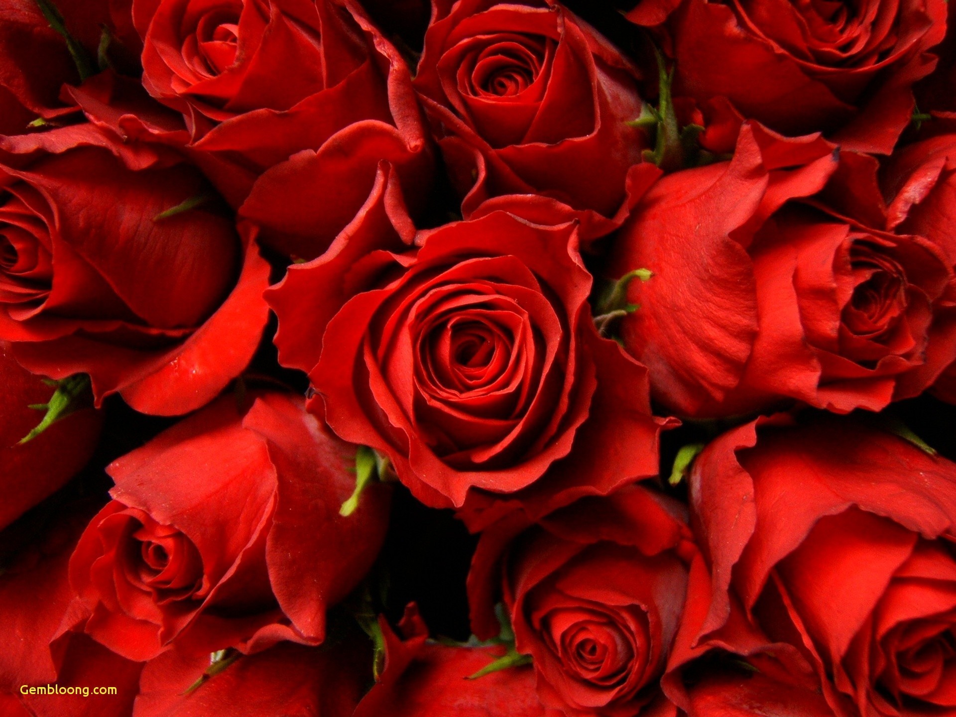 1920x1440 1920x1200 Pictures Of Flowers Roses And Wallpapers Download Wallpapers For  > 3d Red Rose Wallpaper Desktop .