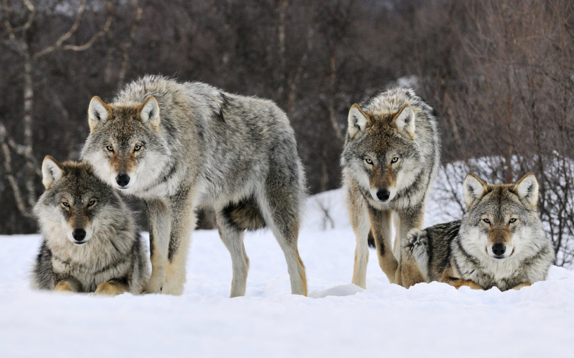 1920x1200 Gray Wolves Norway