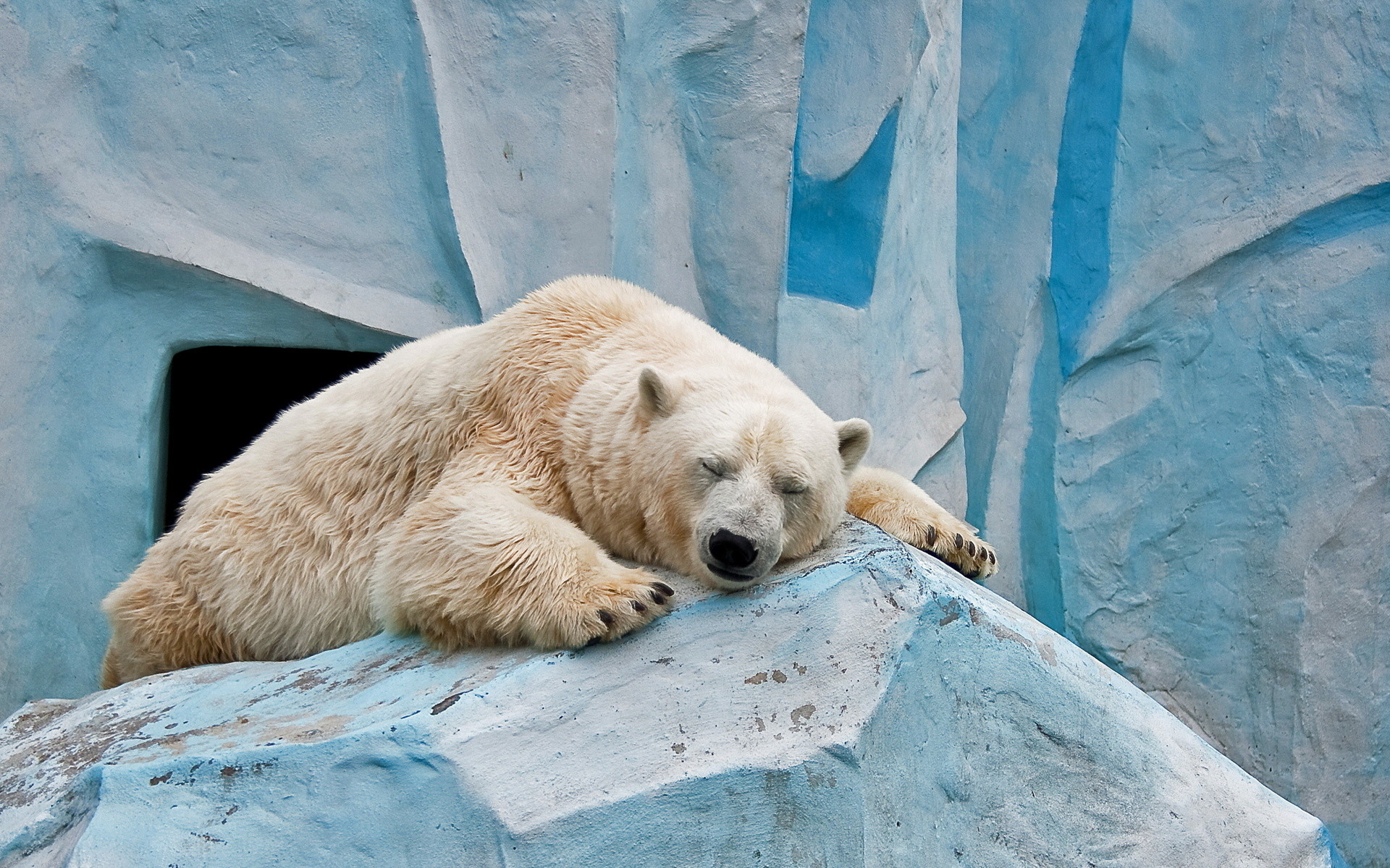 1920x1200 Polar Bear Relaxing. Polar Bear Relaxing Desktop Background