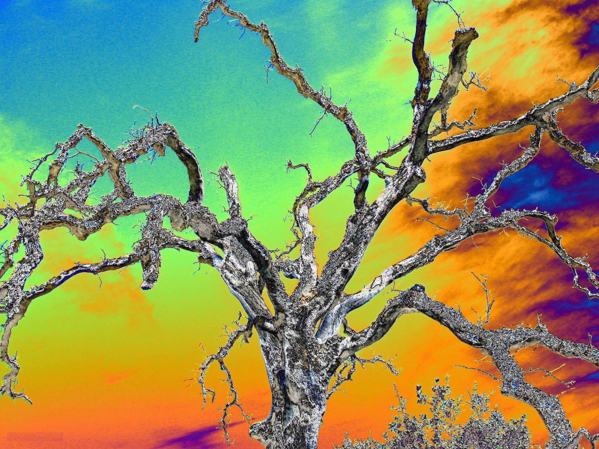 2048x1536 My Favorite Psychedelic Tree Picture