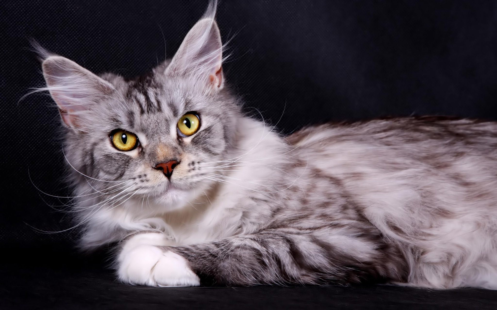 2048x1280 Silver Domestic Maine Coon Cat Wallpaper
