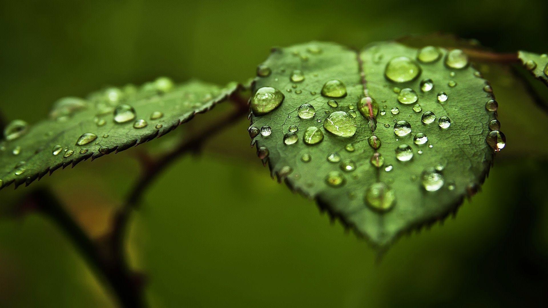 1920x1080 Water Drop On Leaf Wallpapers