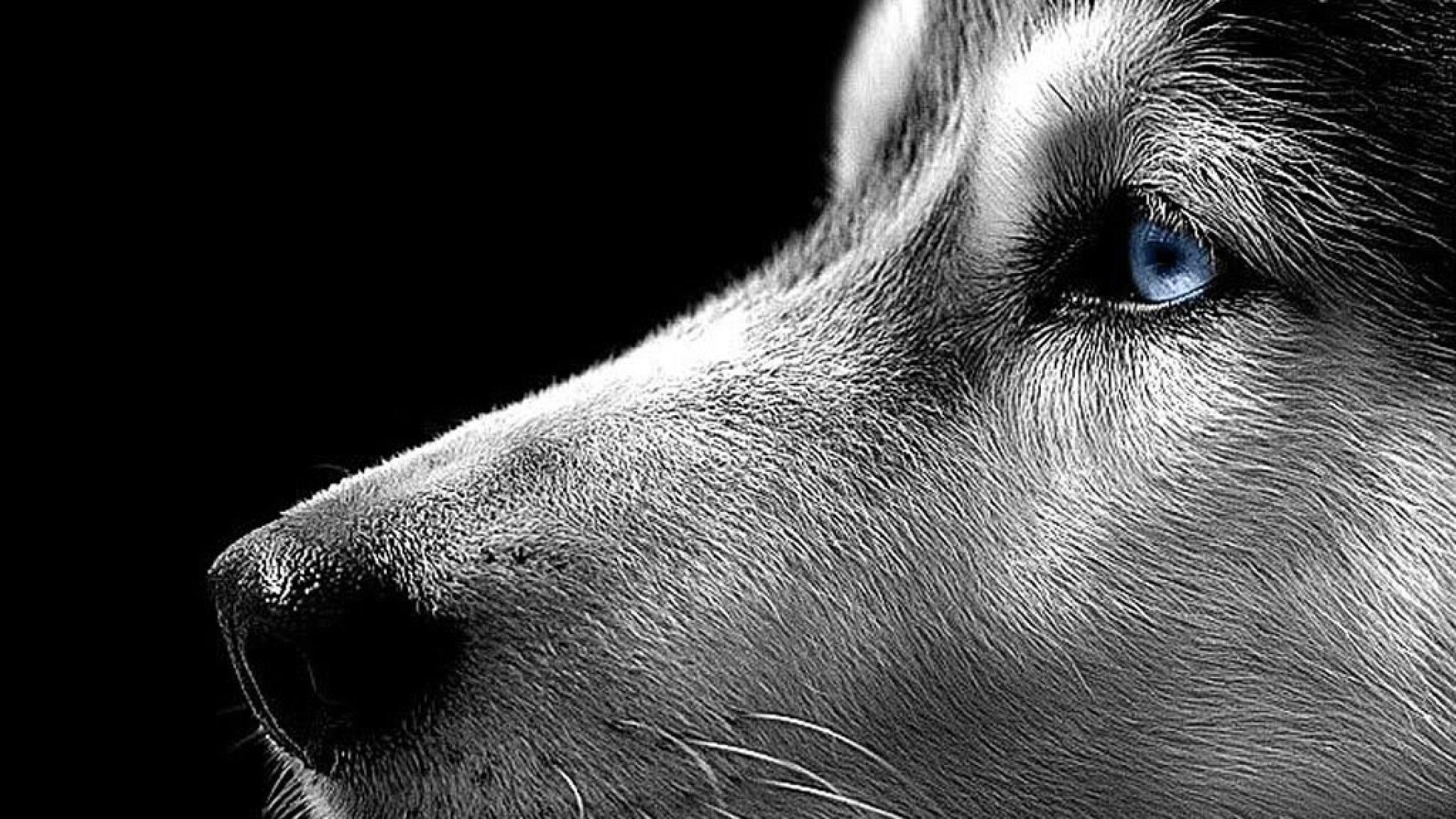 2560x1440 Desktop images of pit bull dogs wallpaper