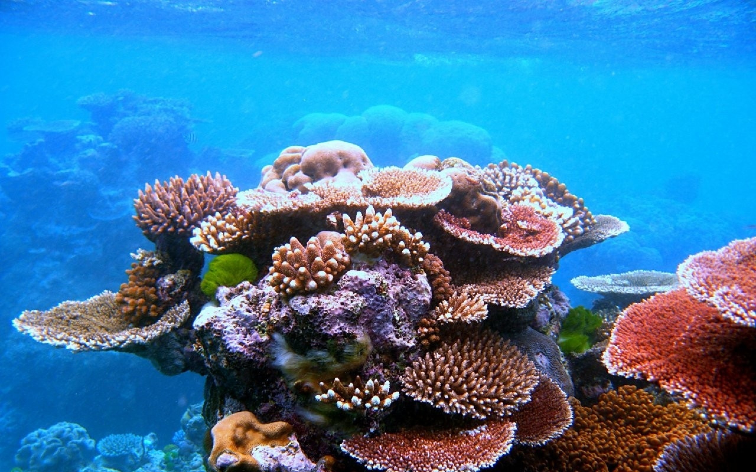 2560x1600 Download Wallpaper Â· Back. ocean reef coral great barrier ...