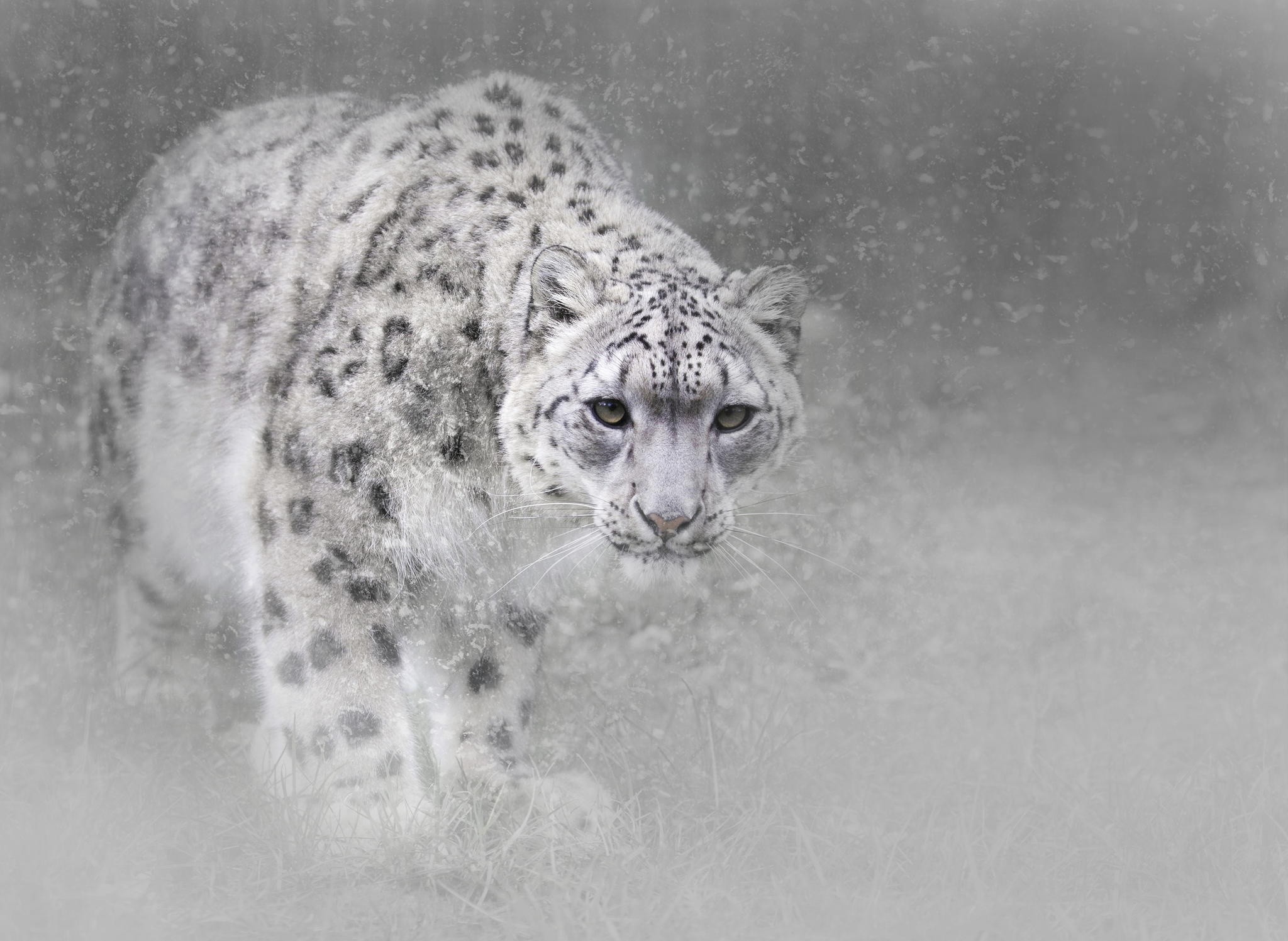 2048x1497 HD Wallpaper | Background ID:784070.  Animal Snow Leopard