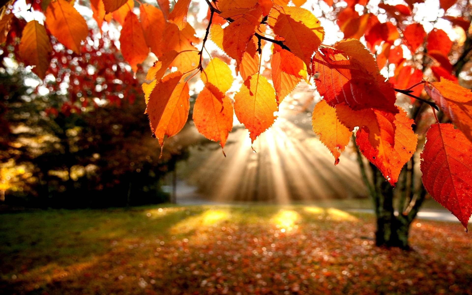 1920x1200 Fall, leaves, sunrise Background
