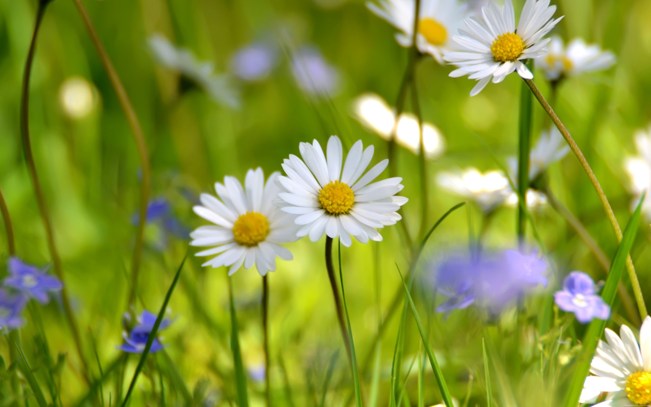 2560x1600 Explore Daisy Field, Flower Wallpaper, and more!