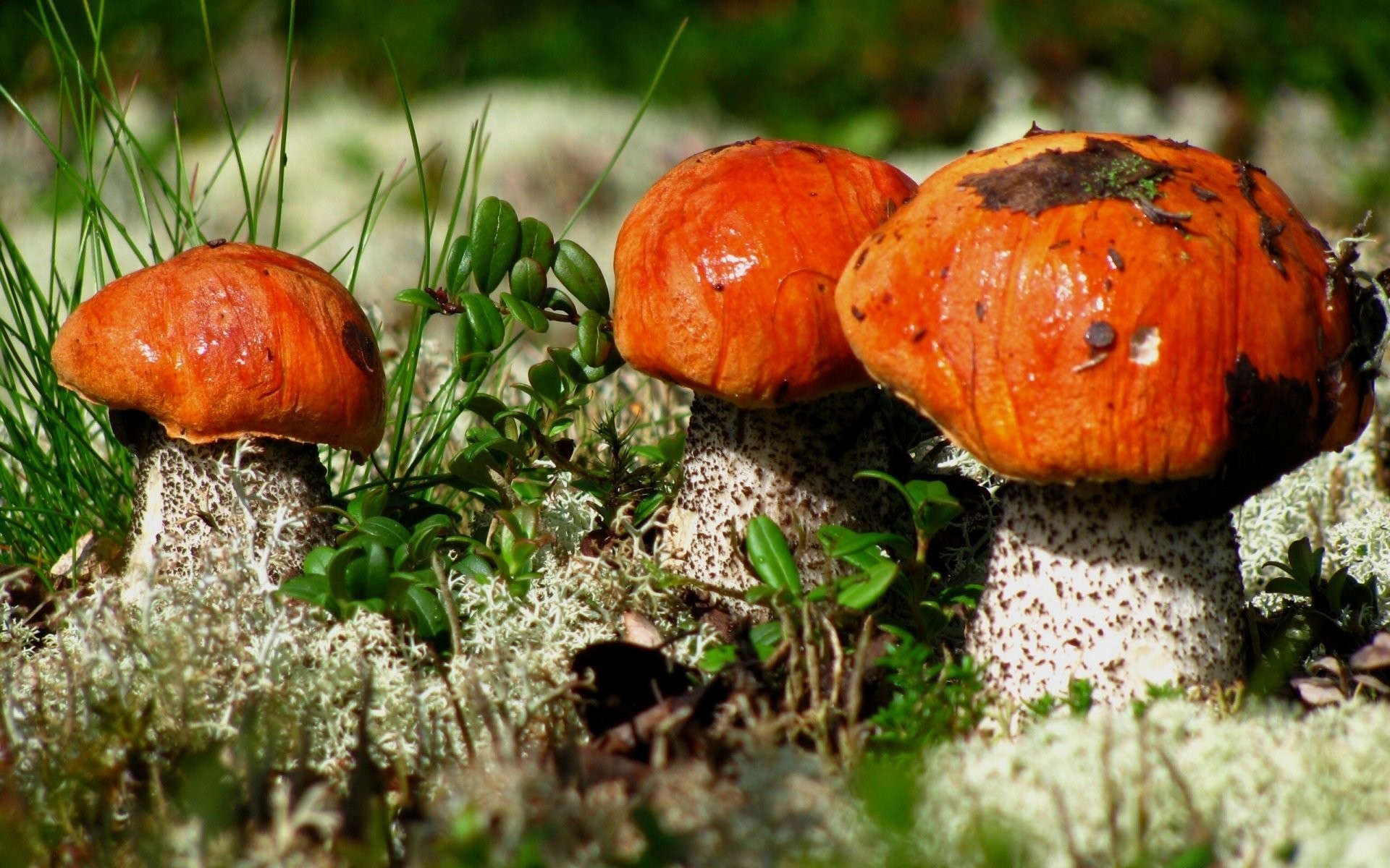 1920x1200 close up aspen mushrooms