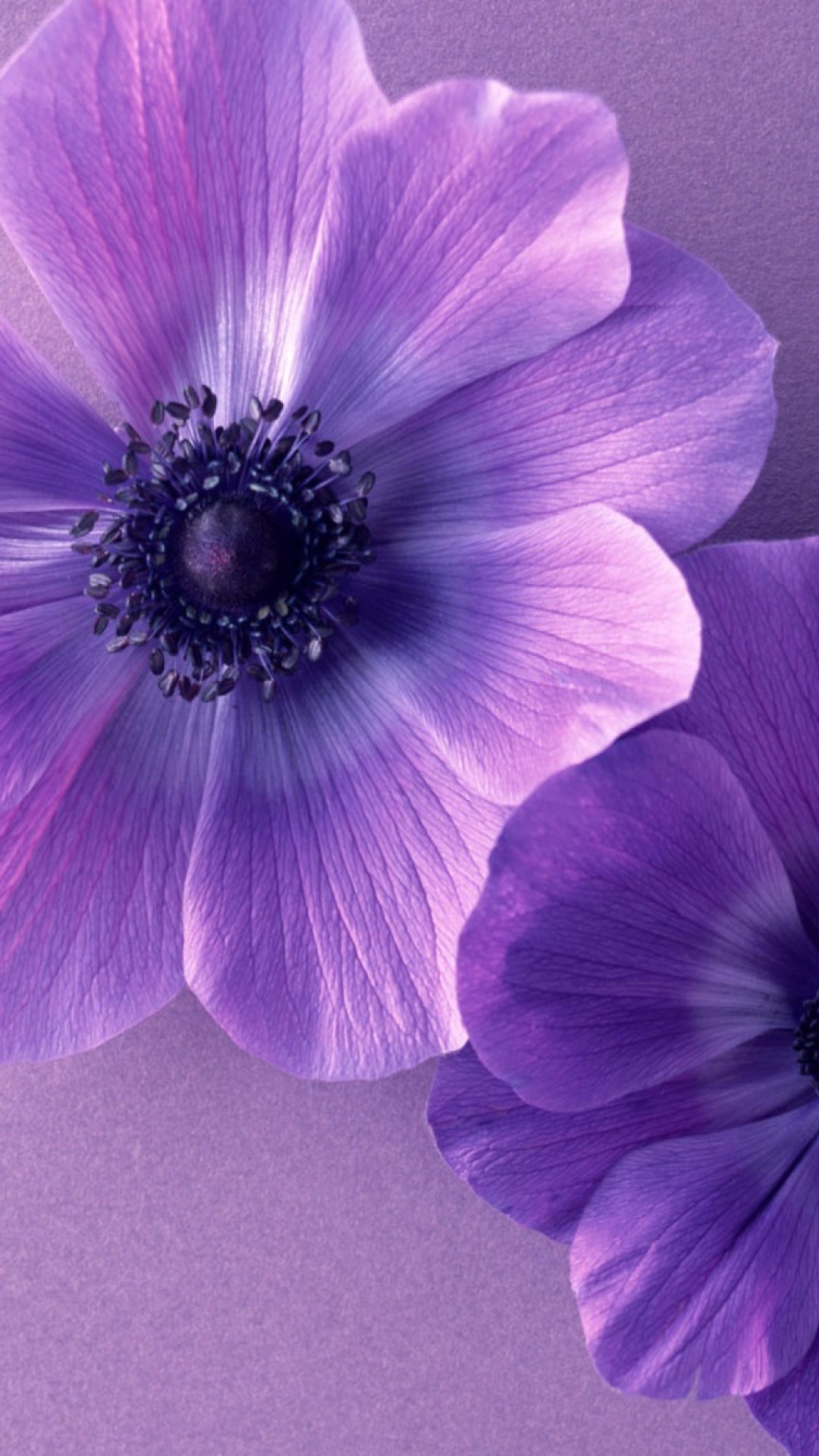 1080x1920 à¸à¸¥à¸à¸²à¸£à¸à¹à¸à¸«à¸²à¸£à¸¹à¸à¸ à¸²à¸à¸ªà¸³à¸«à¸£à¸±à¸ vertical hd wallpapers Â· Purple And BlueThe Color ...