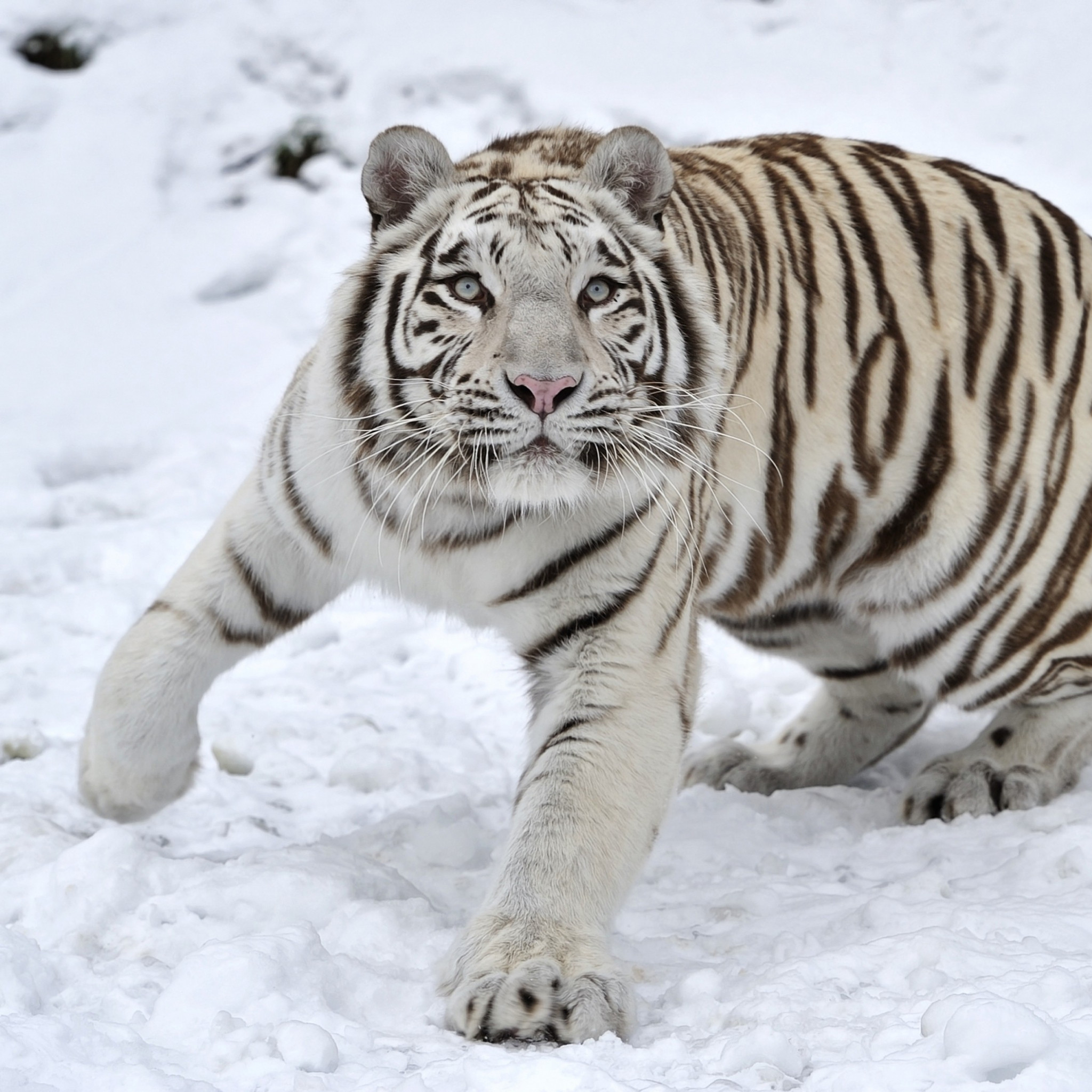 2048x2048 Preview wallpaper tiger, albino, snow, winter 
