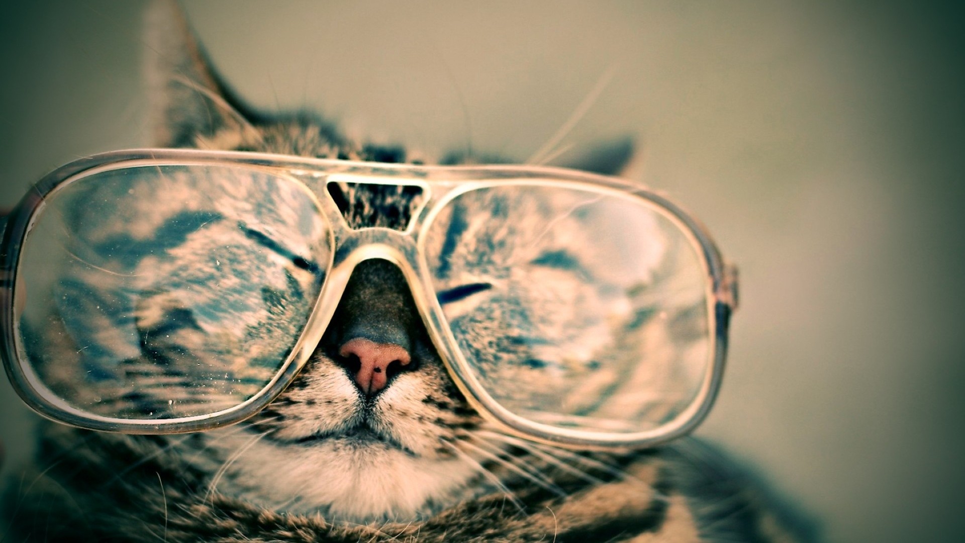 1920x1080 ... Background Full HD 1080p.  Wallpaper cat, face, glasses, funny,  striped