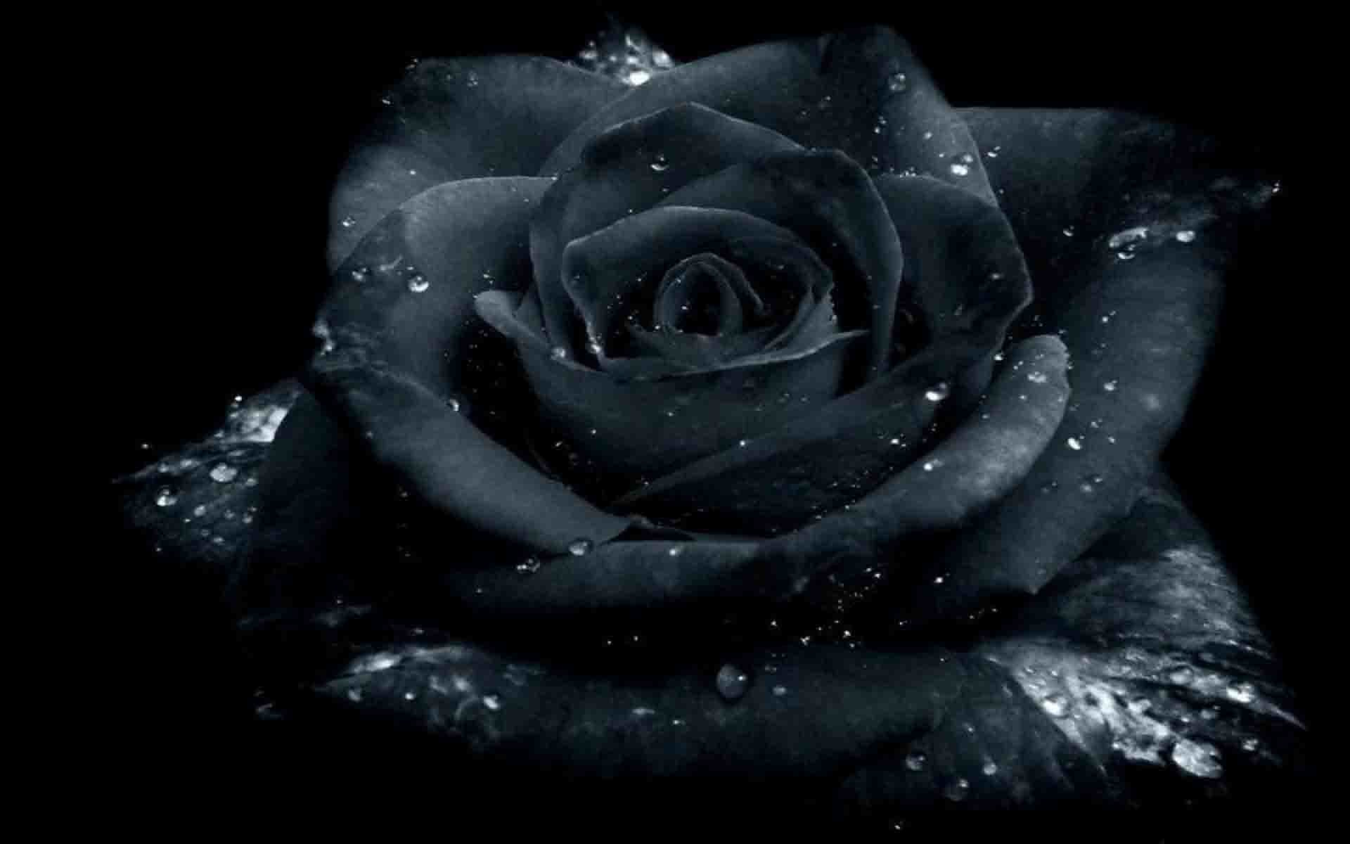 1920x1200 Black Rose Wallpaper HD