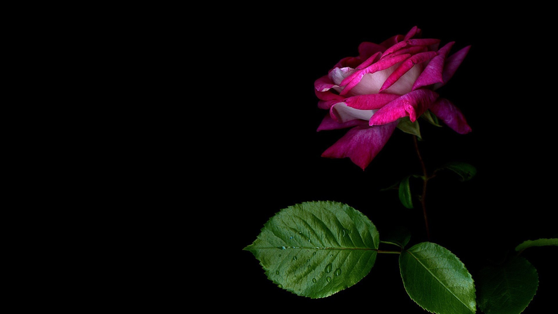 1920x1080 Black Pink and White Floral Wallpaper Magnificent Pink and Black Backgrounds  for Desktop 58 Images