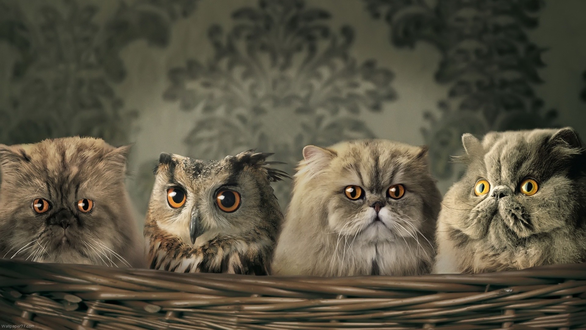 1920x1080 Cute Baby Owls Wallpap... ...