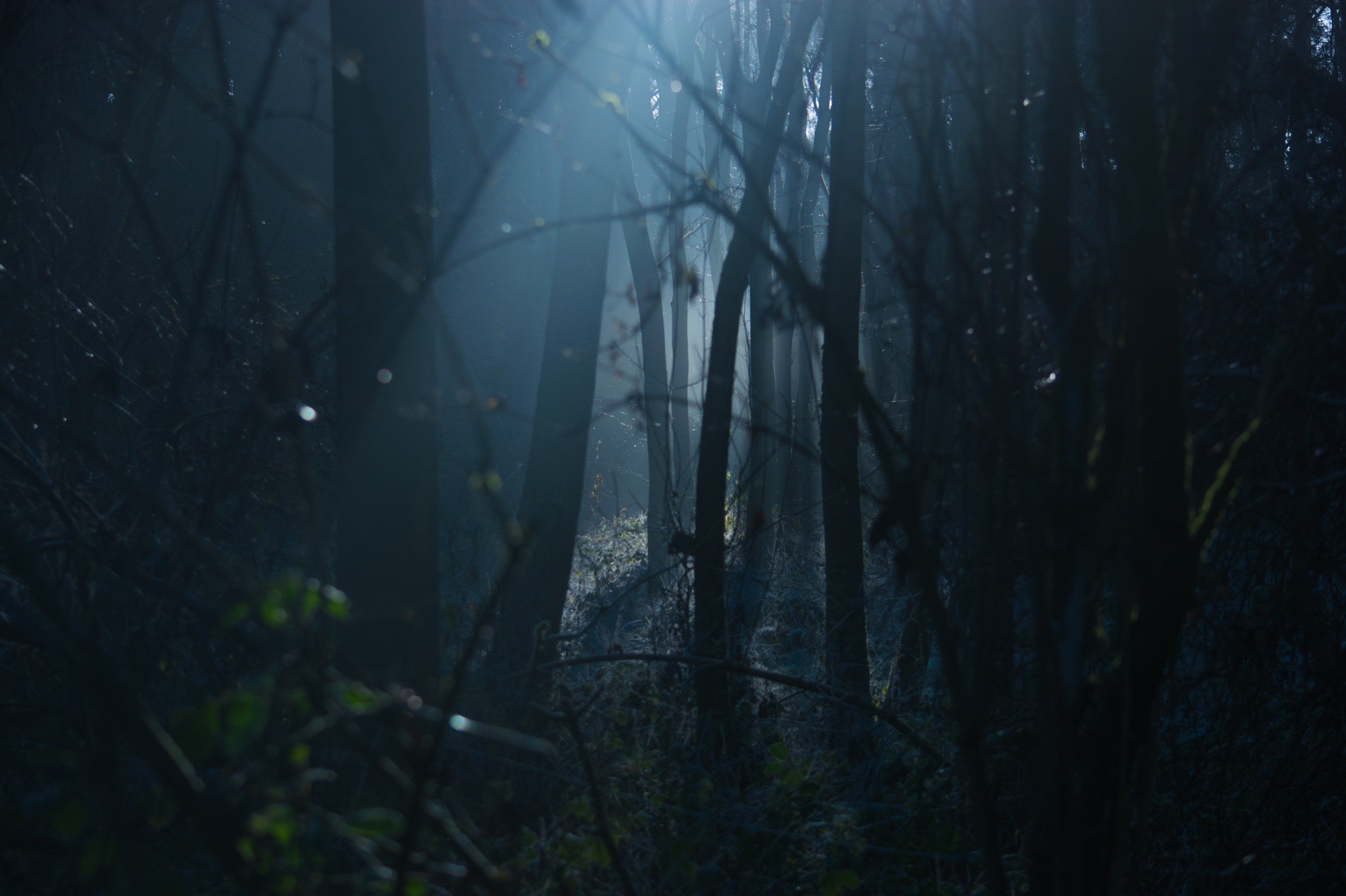 2000x1333 Free Images : landscape, tree, nature, forest, light, fog, mist, sunlight,  morning, moody, spooky, foggy, dark, mystery, reflection, jungle,  halloween, ...