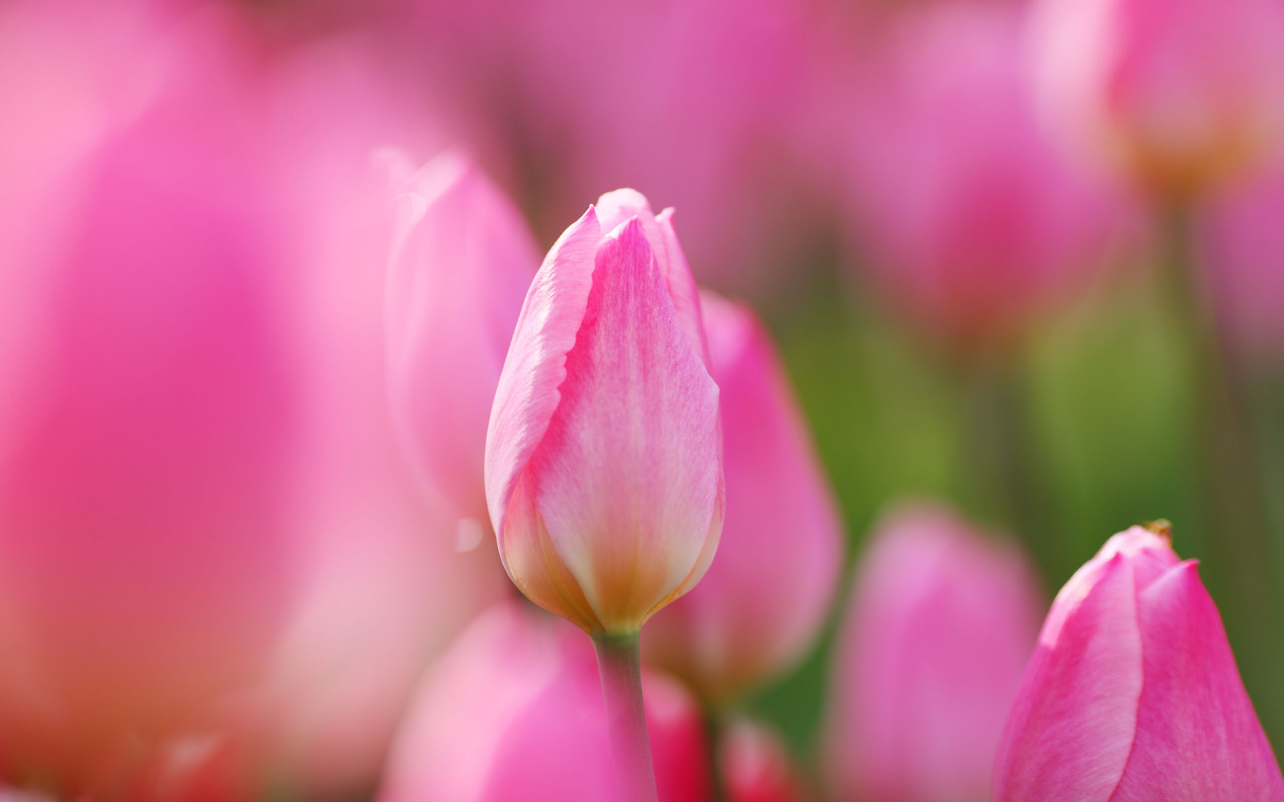 2560x1600 Pink Tulips wallpapers and stock photos