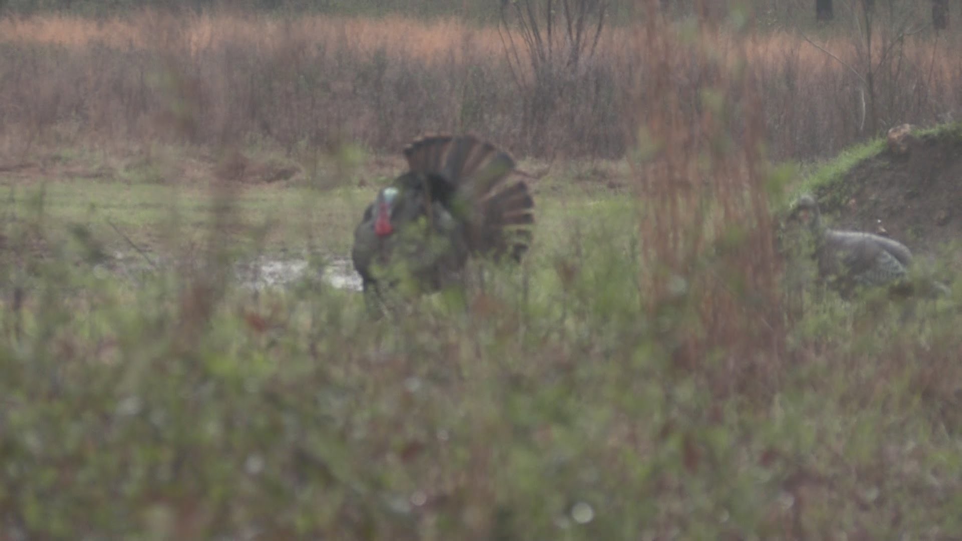 1920x1080 Spring Turkey Hunting "Hunt with the Heroes" The Turkeyologists 2016  Episode 4