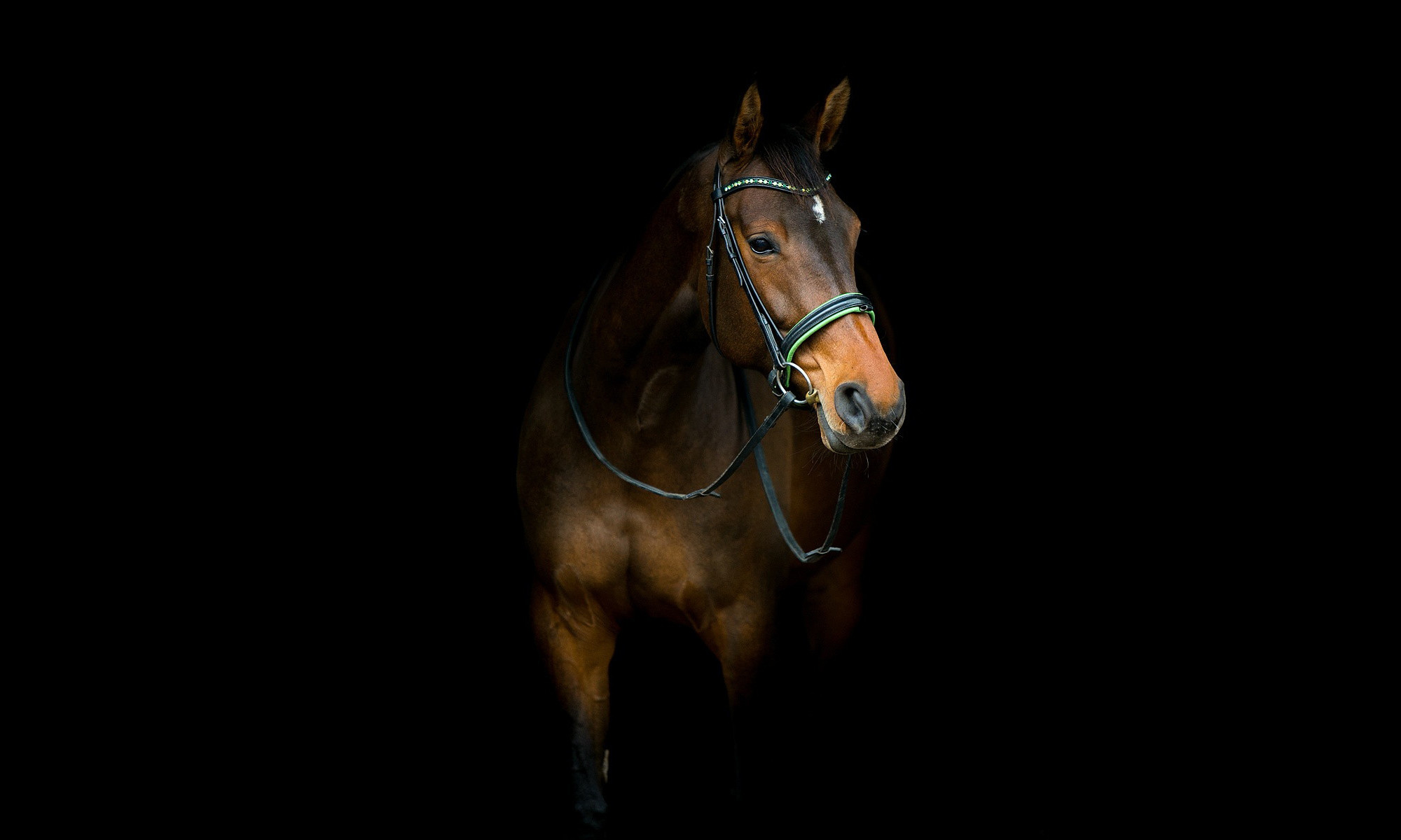 2000x1200 Horse Dark Animals Photo Background Hd Wallpaper