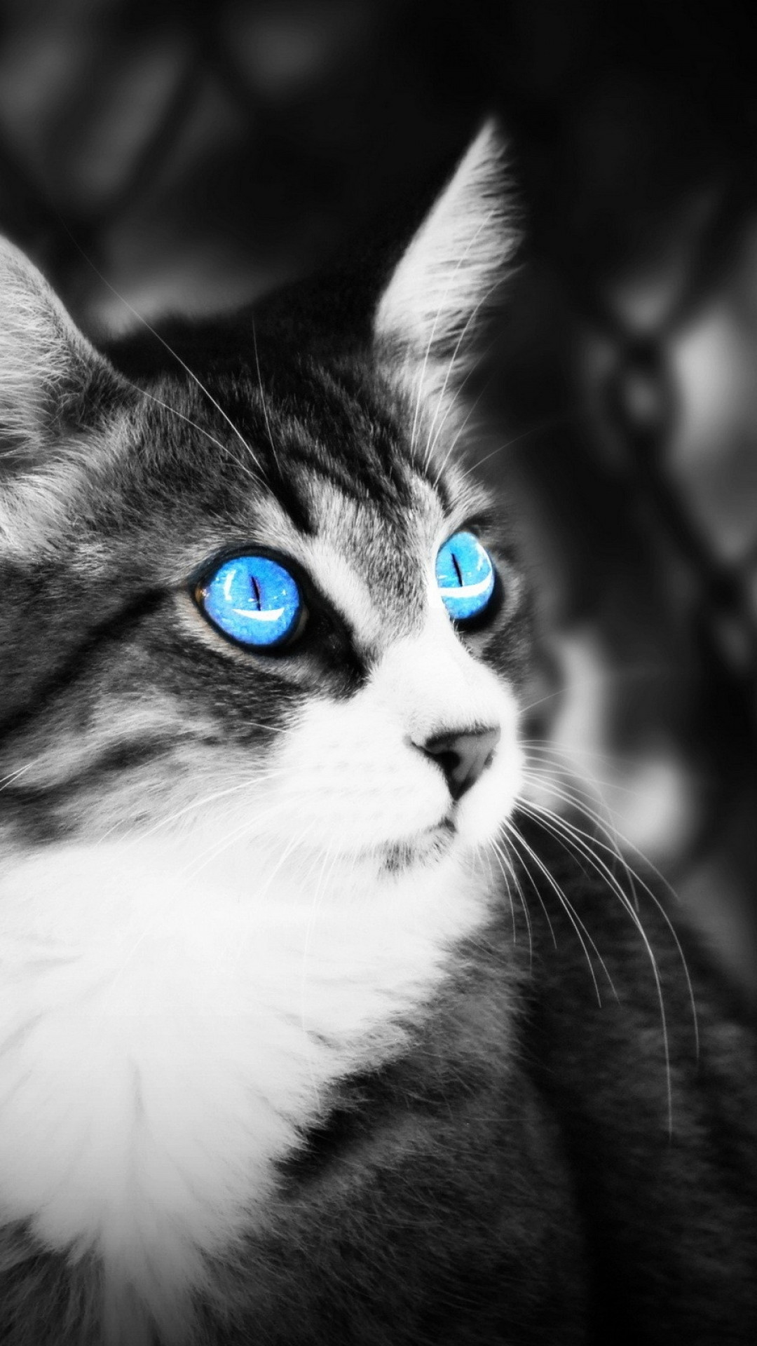 1080x1920  Wallpaper cat, eyes, blue eyes, black white, lie