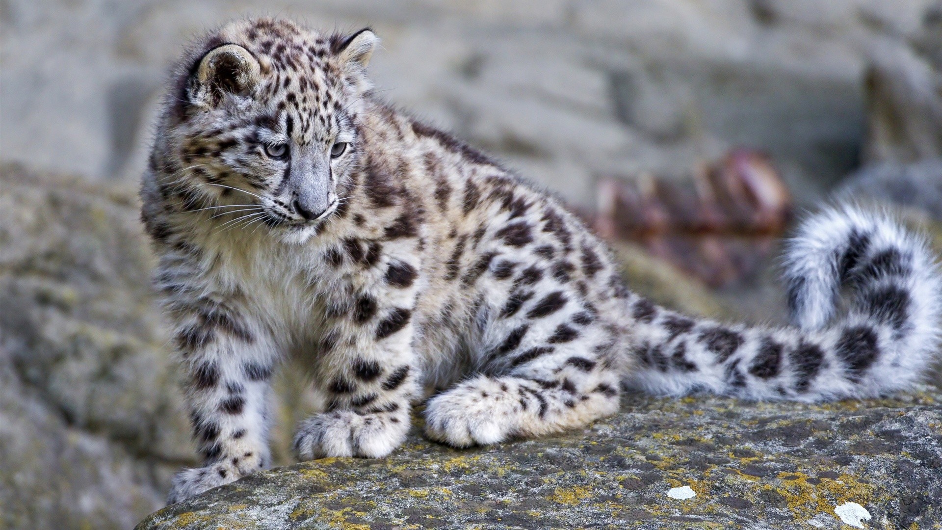 1920x1080 Snow Leopard Wallpapers HD Quality Snow Leopard Images Snow