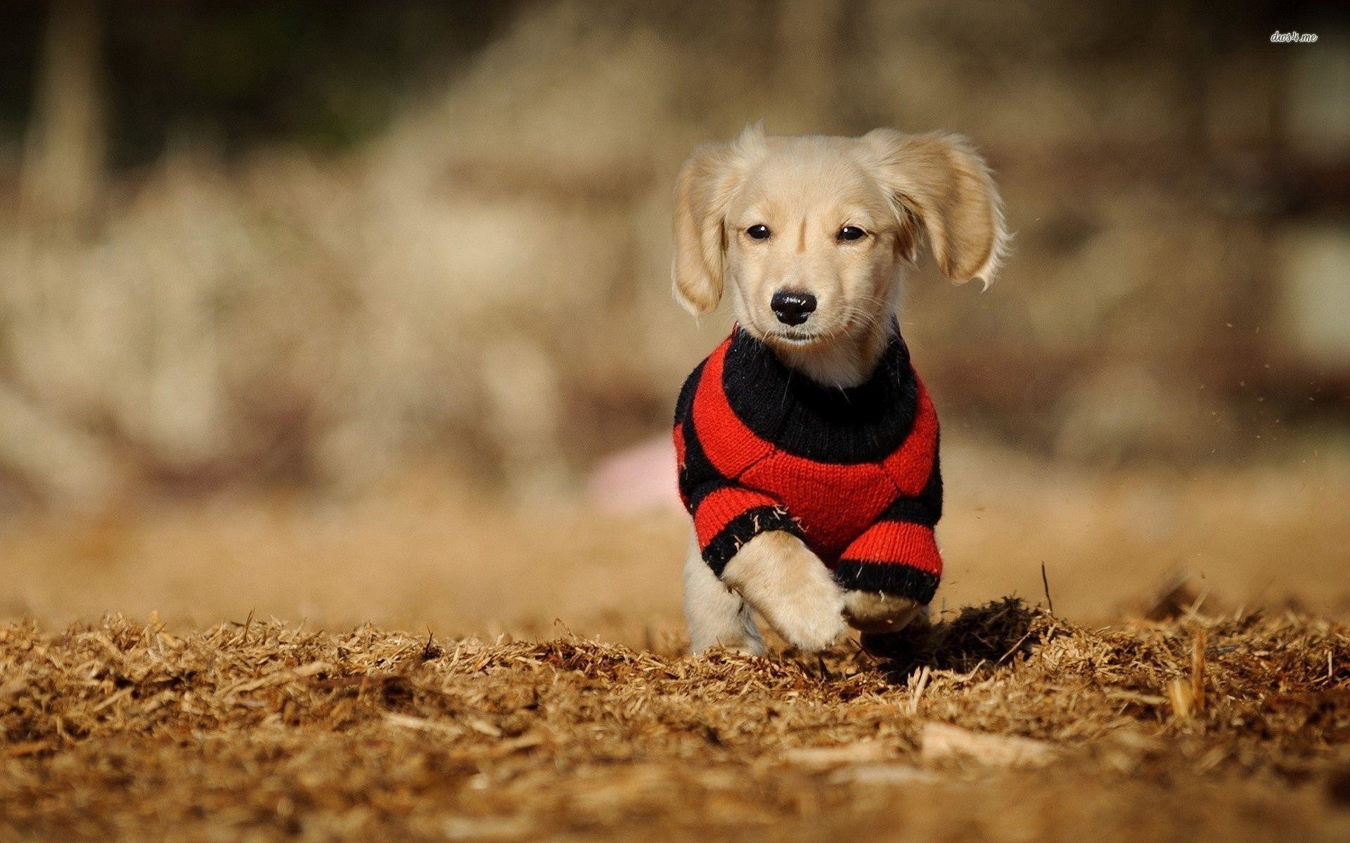 1920x1200 ... long haired dachshund puppies wallpapers - photo #6 ...