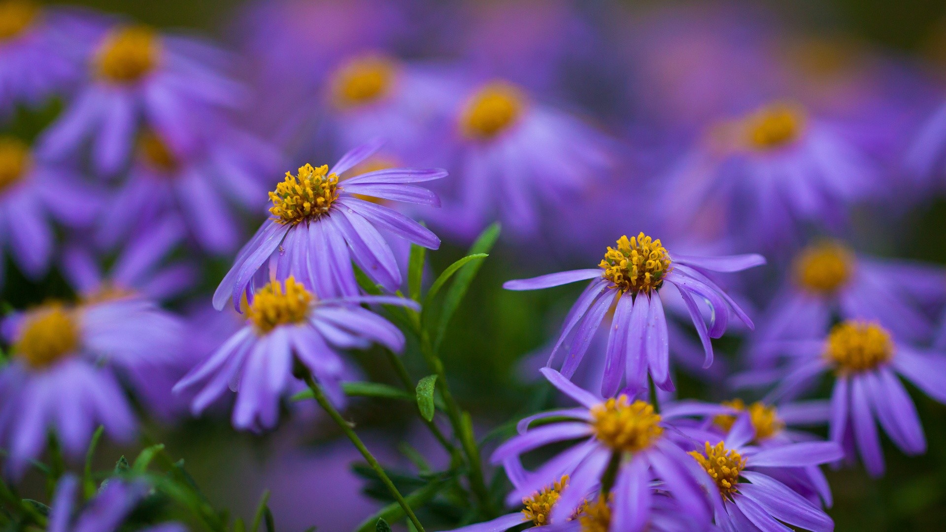 Purple Flowers Wallpapers (76+ images)