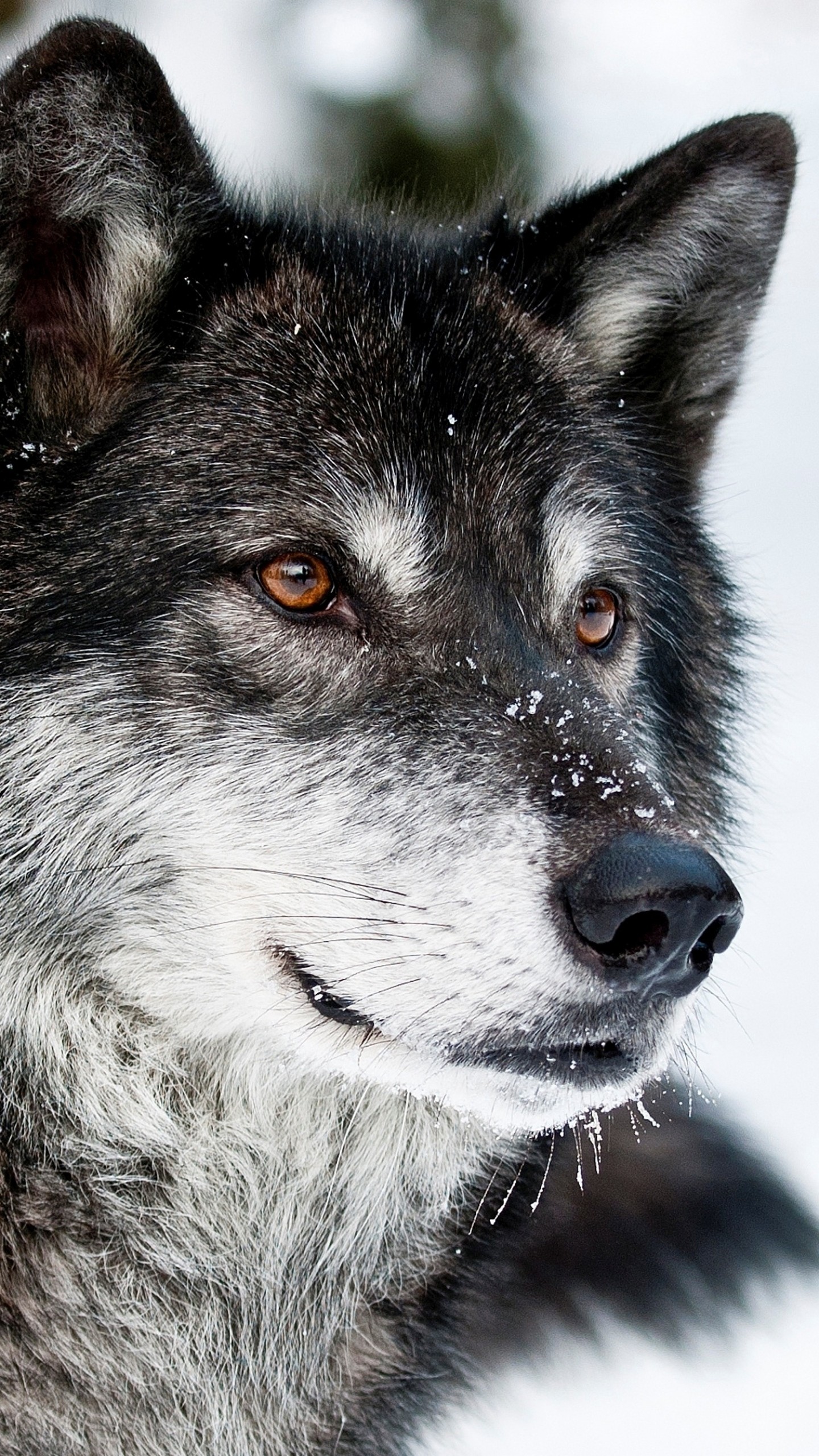 1440x2560  Wallpaper wolf, predator, face, eyes