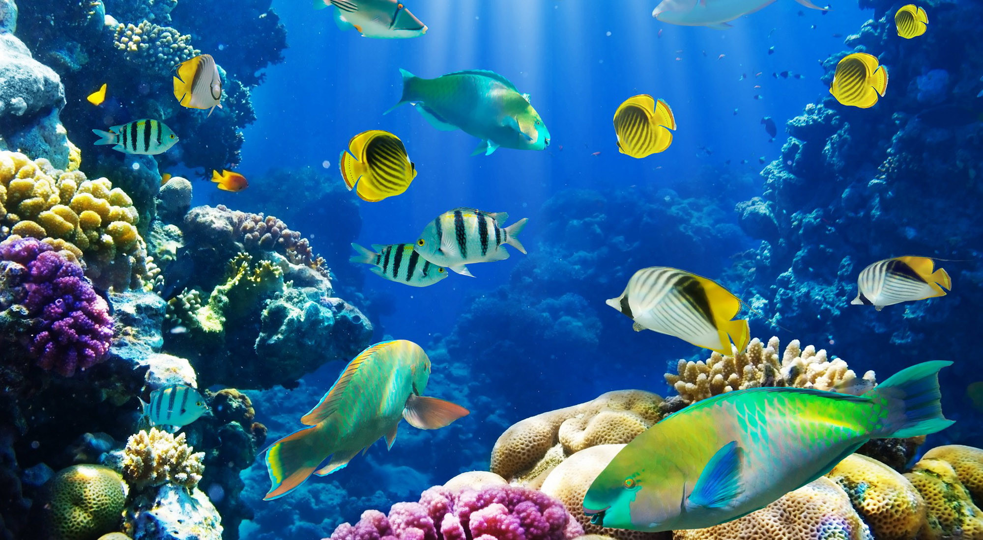 2000x1100 Fish Tropical Fish Underwater Â· HD Wallpaper | Background ID:689183
