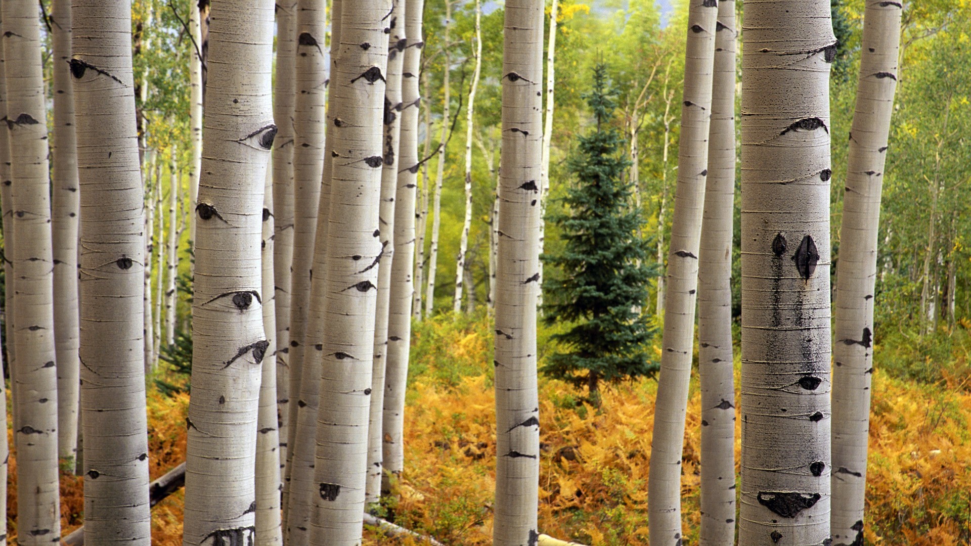 1920x1080 Of Aspens and Envy Dauntless Grace Ministries 