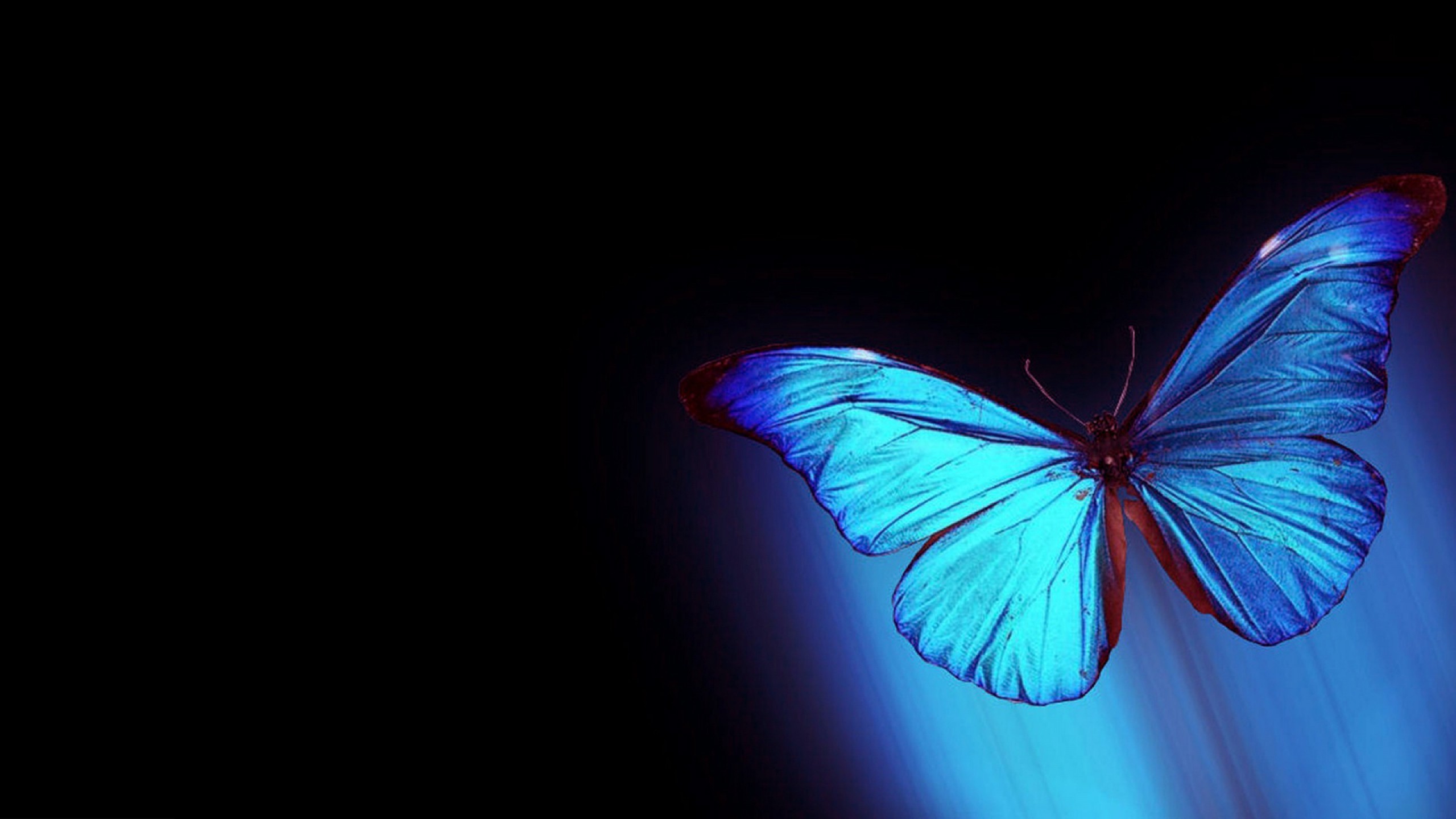2560x1440 Black and Blue Butterfly Wallpaper HD Background 