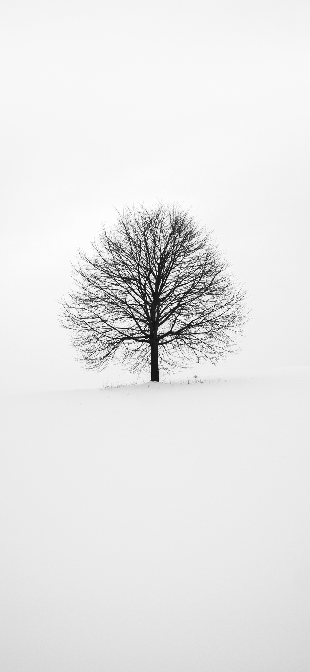 1242x2688 iPhone wallpaper white background tree White background