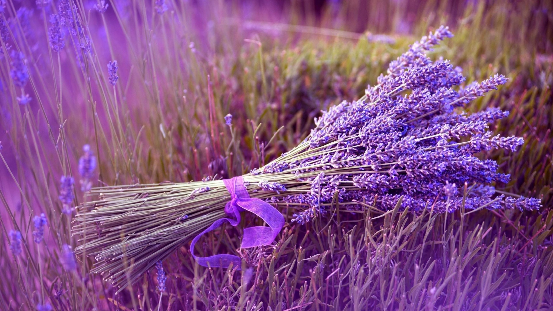 1920x1080 Preview wallpaper lavender, flower, ribbon, field 