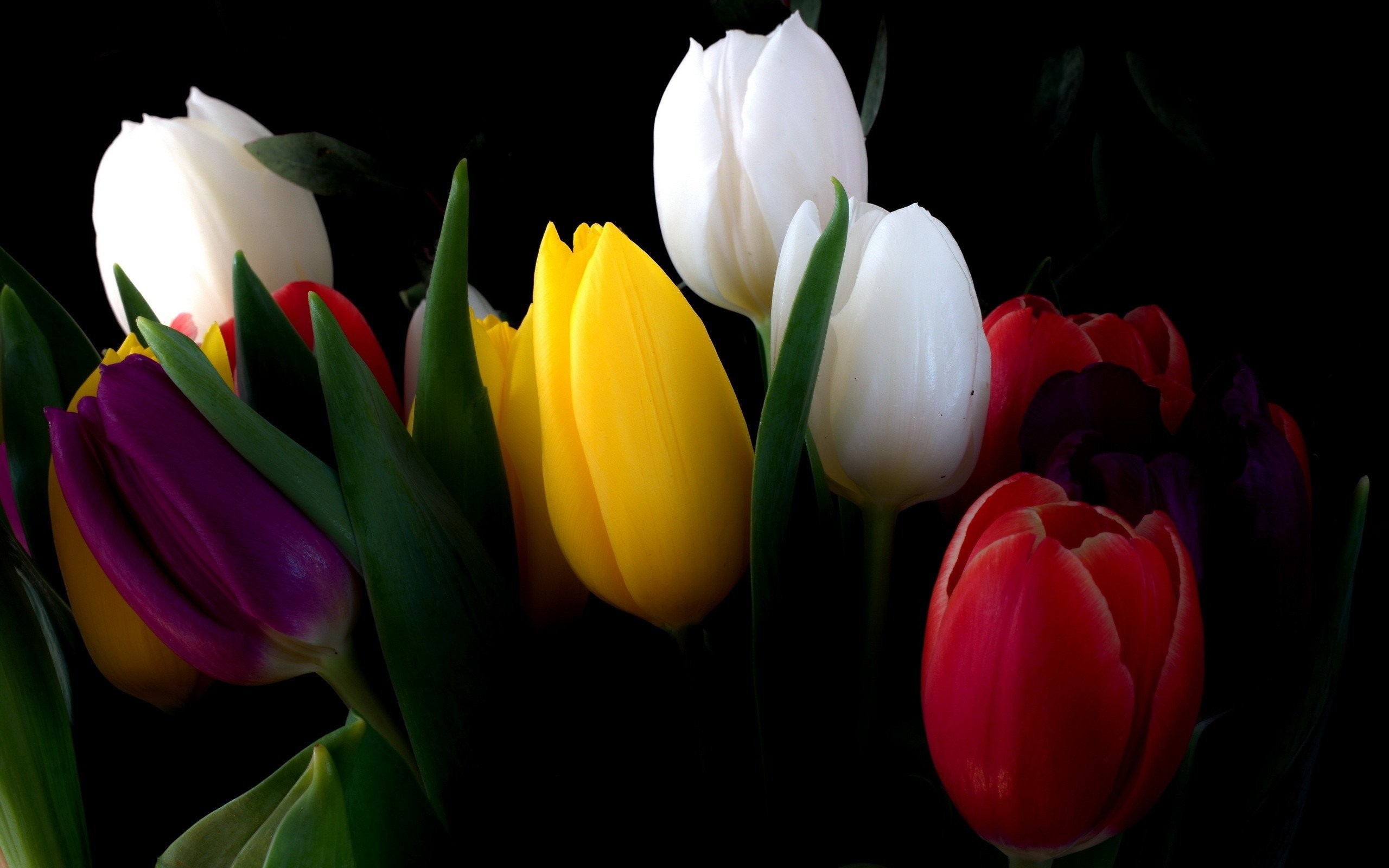 2560x1600 Nature flowers tulips black background wallpaper |  | 258969 |  WallpaperUP