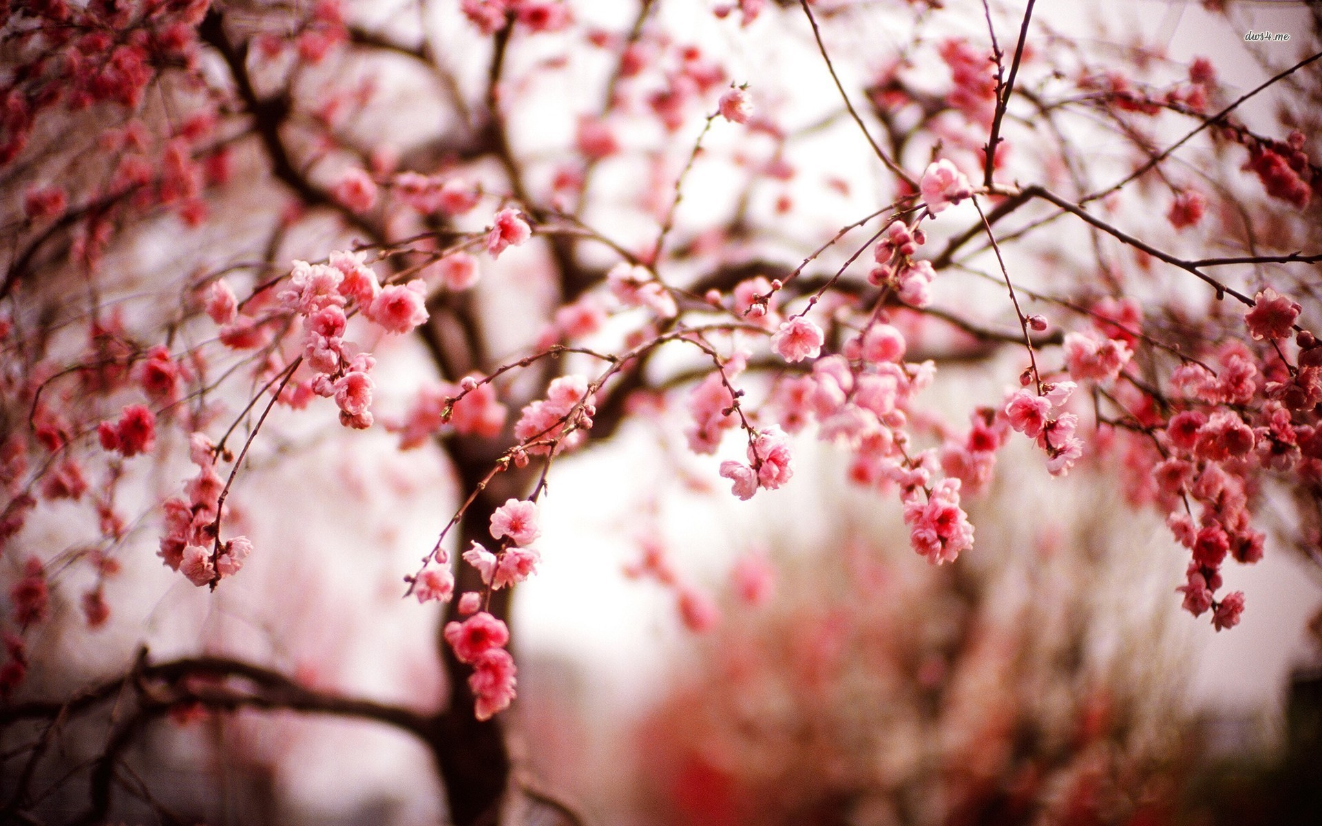 1920x1200 Collection of Cherry Blossom Desktop Background on HDWallpapers