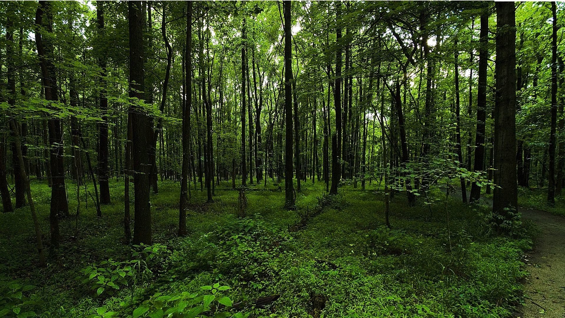 1920x1080 cropped-cropped-dark-green-forest-background-2.jpg