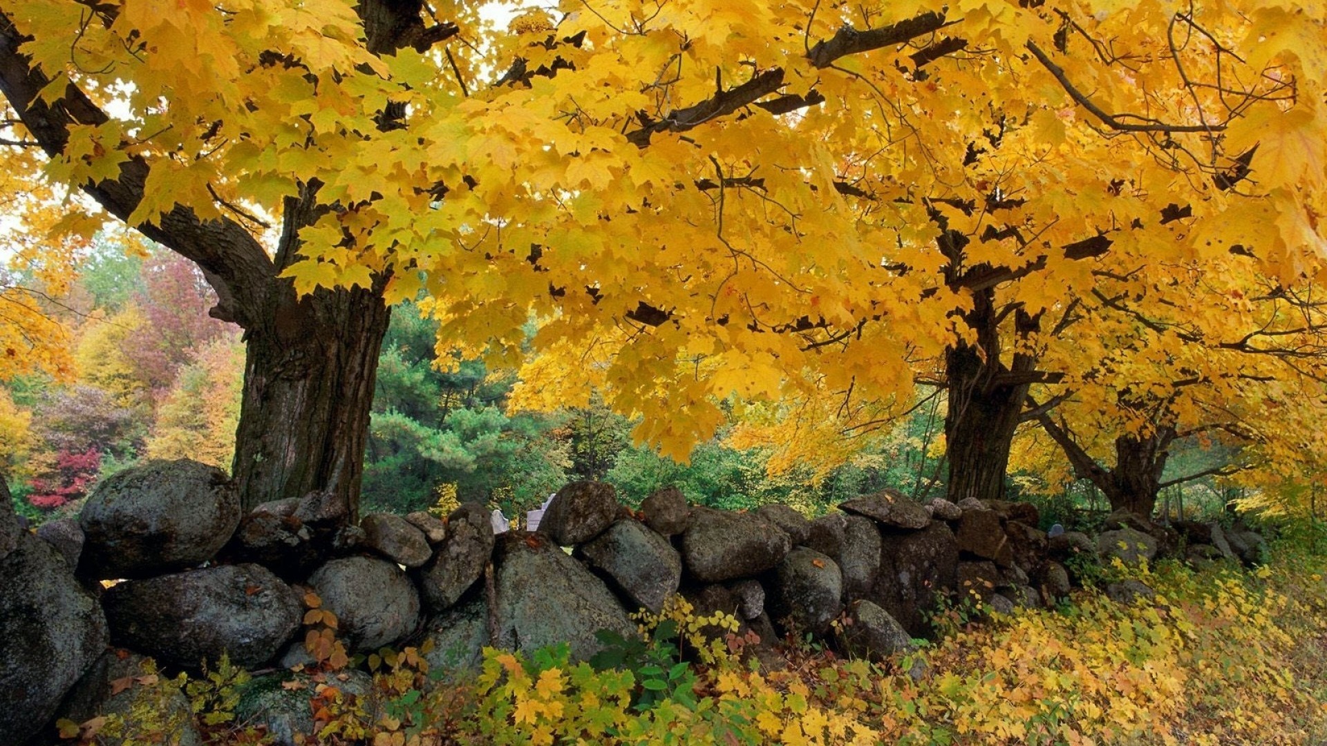 1920x1080 ... Background Full HD 1080p.  Wallpaper autumn, trees, stones,  maple