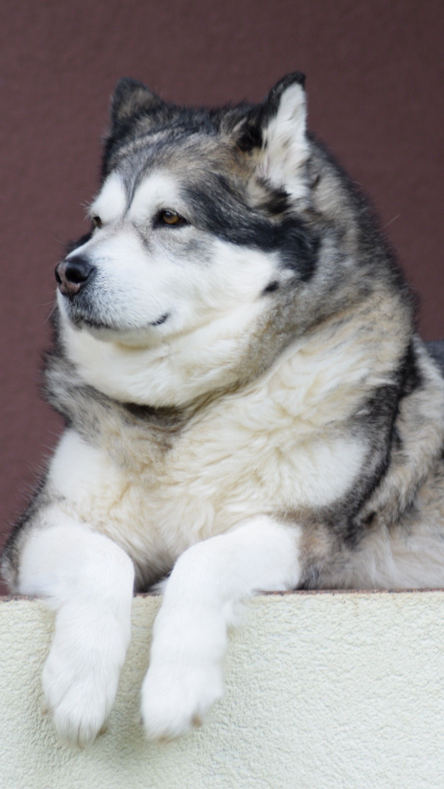 Alaskan Malamute Wallpaper (60+ images)