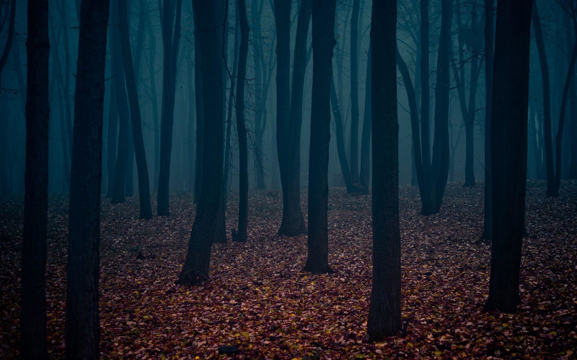 1920x1200 Most Downloaded Dark Forest Wallpapers - Full HD wallpaper search