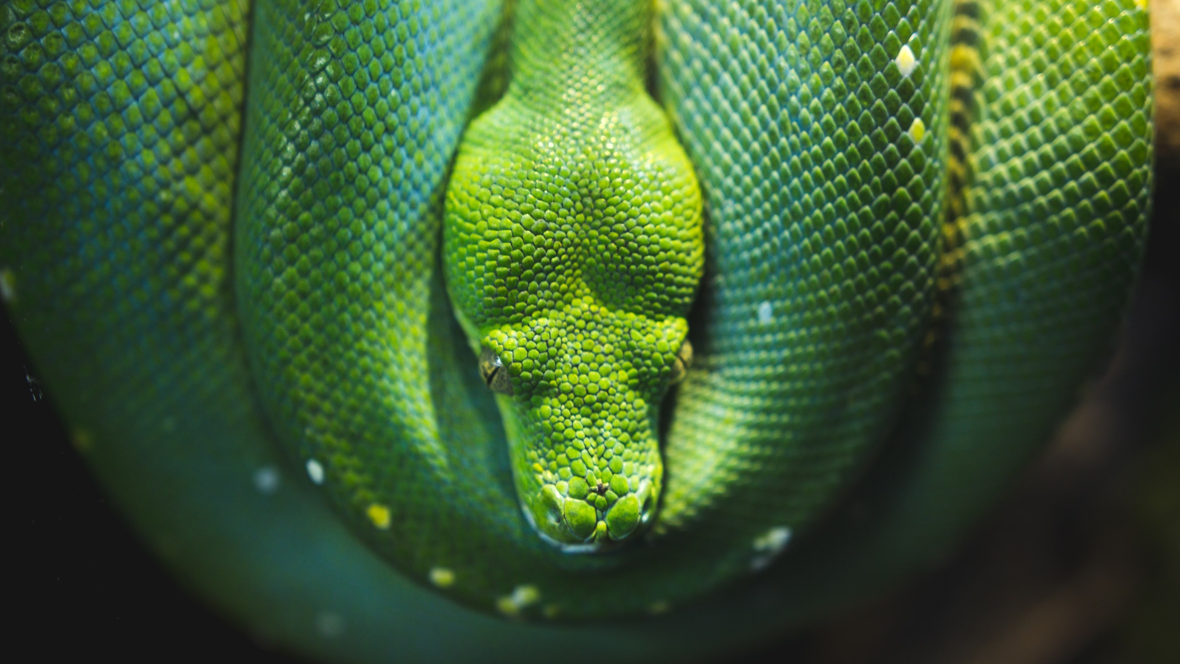 python change background mac