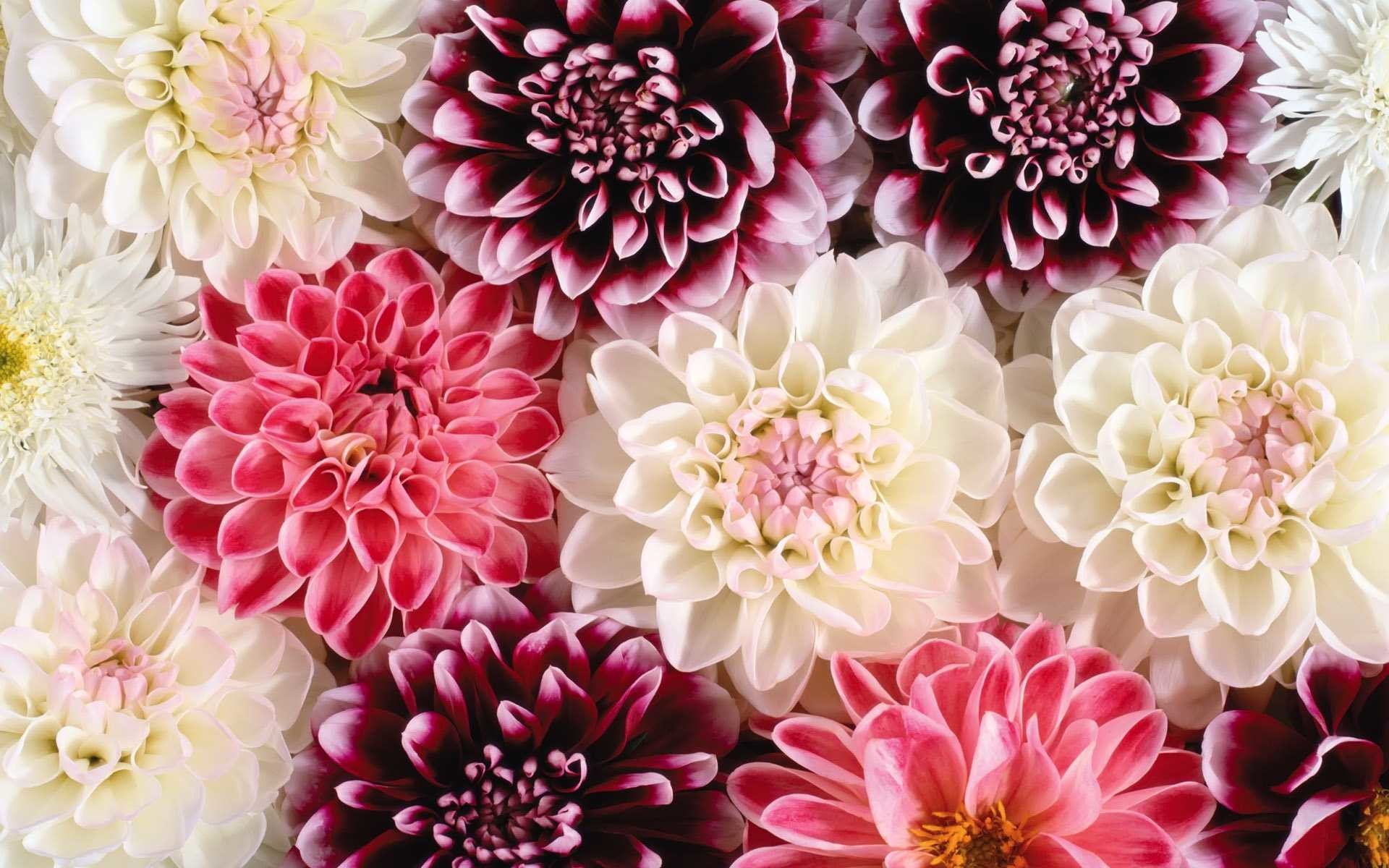 1920x1200 Flower Wallpapers 1080p
