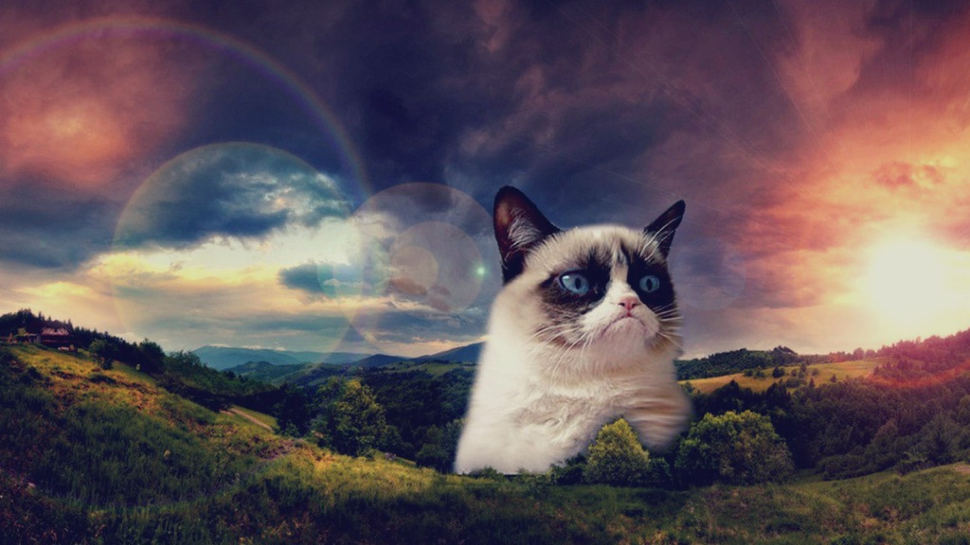 1920x1080 Funny Grumpy Cat Space 13 21087 HD Images Wallpapers