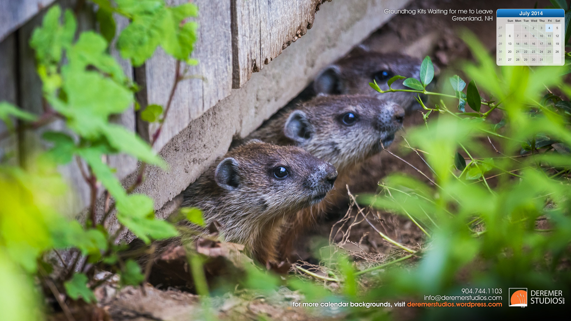 1920x1080 2014 07 July Wallpaper – Groundhog Kits waiting for me to Leave