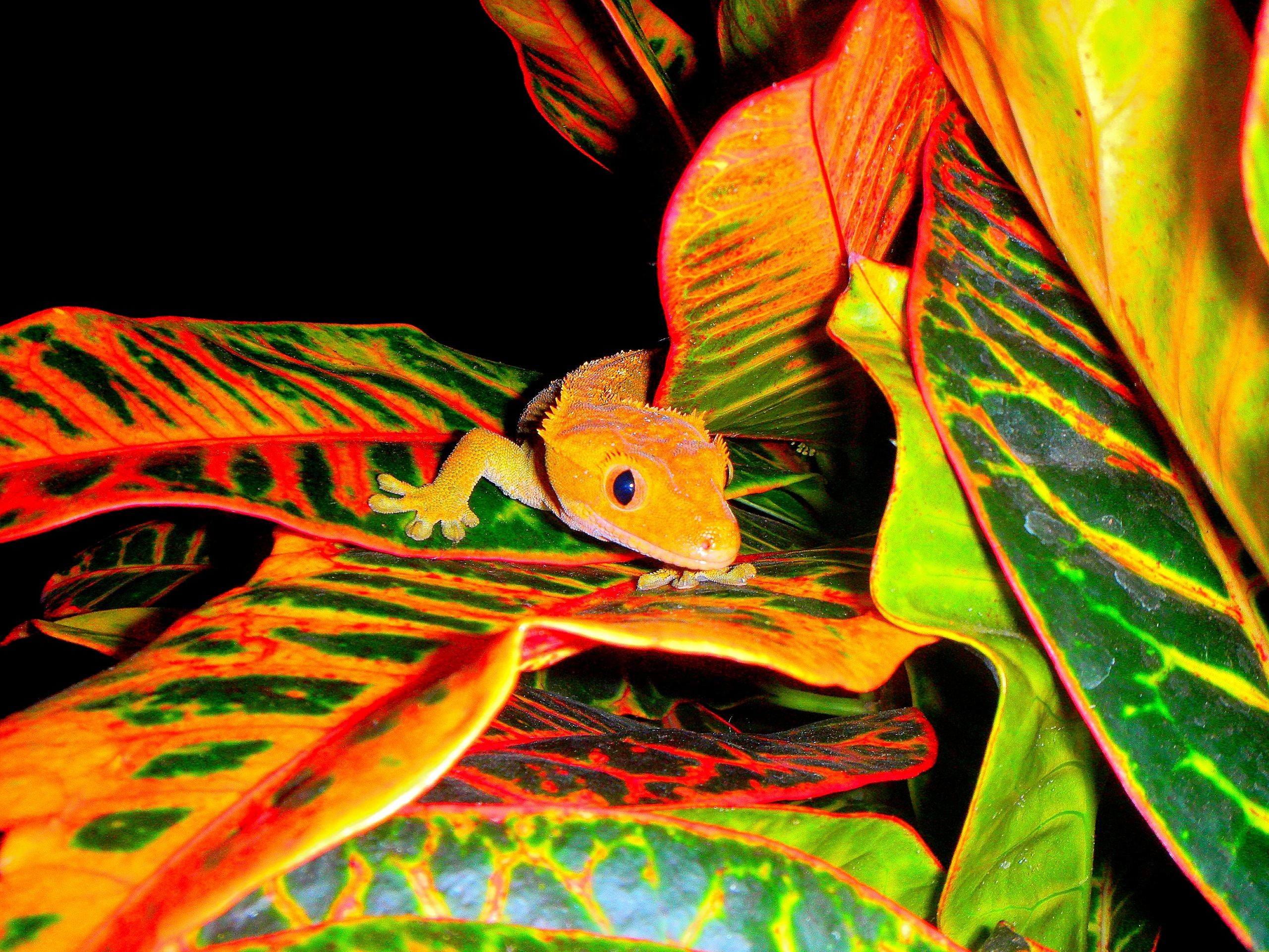2560x1920 Reptiles images FLAME ORANGE FEMALE CRESTED GECKO IN A CROTON PLANT HD  wallpaper and background photos